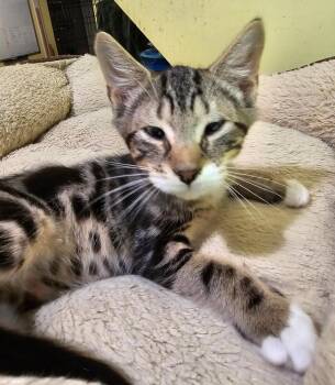 Anakin -  Domestic Short Hair Cat for Adoption in Greensboro, North Carolina - Anakin | PetCurious