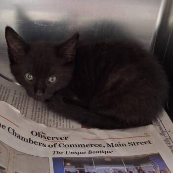 Nolan -  Domestic Short Hair Cat for Adoption in Auburn, Alabama - Nolan | PetCurious