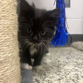 Sugar Muffin -  Domestic Medium Hair Cat for Adoption in Brownsboro, Alabama - Sugar Muffin | PetCurious