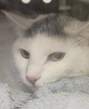 Domestic Short Hair Cats Available for Adoption in Kent, Washington - KATARA | PetCurious