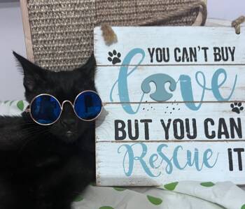 Rescue Domestic Short Hair Cats for Adoption in Jackson, Georgia - Tate | PetCurious