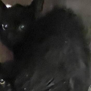 Berry -  Domestic Short Hair Cat for Adoption in Philadelphia, Pennsylvania - Berry | PetCurious