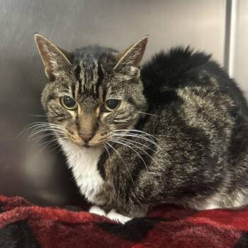 Bella -  Domestic Short Hair Cat for Adoption in Titusville, Florida - Bella | PetCurious