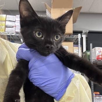 Mattie -  Domestic Short Hair Cat for Adoption in Salt Lake City, Utah - Mattie | PetCurious