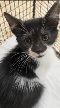 Rescue Domestic Short Hair Cats for Adoption in Doral, Florida - LAYLA | PetCurious