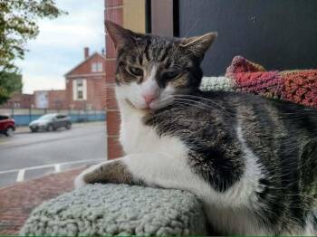 *Janis (bonded with Arlo) -  Domestic Short Hair Cat for Adoption in Hudson, New Hampshire - *Janis (bonded With Arlo) | PetCurious