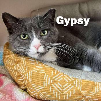 Domestic Short Hair Cats Available for Adoption - Gypsy 260118 | PetCurious