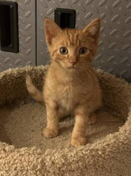 Cooper Eastman TNR -  Domestic Short Hair Cat for Adoption in West Peoria, Illinois - Cooper Eastman TNR | PetCurious
