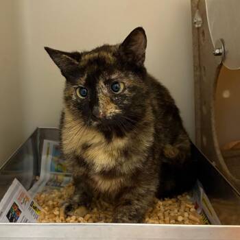 71199 -  Domestic Short Hair Cat for Adoption in Harrisonburg, Virginia - 71199 | PetCurious