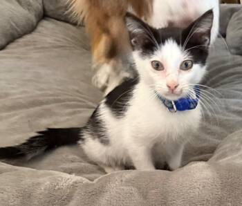 Benedict -  Domestic Short Hair Cat for Adoption in Little Rock, Arkansas - Benedict | PetCurious