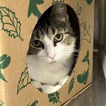 Lois -  Domestic Short Hair and Mixed Breed Cat for Adoption in Ashtabula, Ohio - Lois | PetCurious
