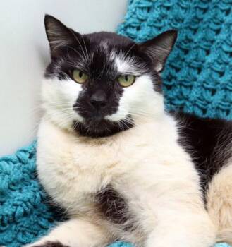 Domestic Short Hair Cats Available for Adoption - Larry | PetCurious
