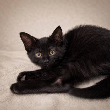 Doral -  Domestic Short Hair Cat for Adoption in Miami, Florida - Doral | PetCurious