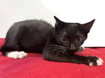 VELOUR -  Domestic Short Hair Cat for Adoption in Sacramento, California - VELOUR | PetCurious