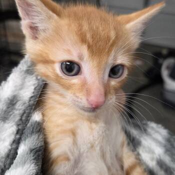 Vic -  Domestic Short Hair and Siamese Cat for Adoption in Volcano, Hawaii - Vic | PetCurious