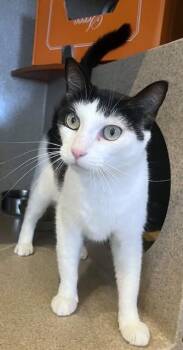 Bluey -  Domestic Short Hair Cat for Adoption - Bluey | PetCurious