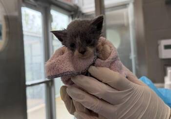 Copper -  Domestic Short Hair Cat for Adoption in New York, New York - Copper | PetCurious