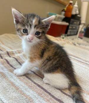 Bluejay -  Domestic Short Hair Cat for Adoption in Fishers, Indiana - Bluejay | PetCurious