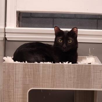 Domestic Short Hair Cats Available for Adoption in Monrovia, California - Phantom | PetCurious