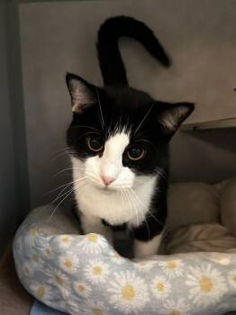 Domestic Short Hair Cats Available for Adoption - Holle | PetCurious