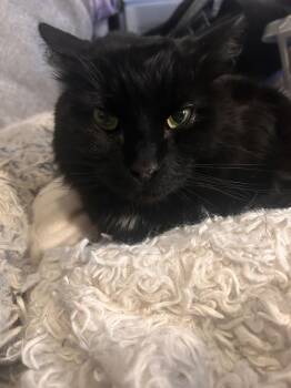 Domestic Long Hair Cats Available for Adoption - Felix | PetCurious