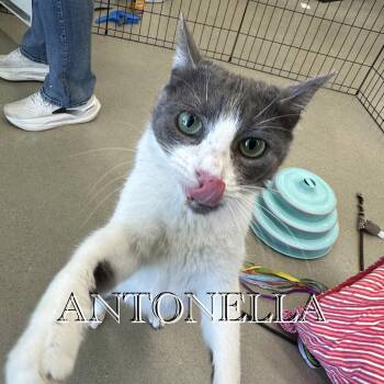 Domestic Short Hair Cats Available for Adoption in Hazlet, New Jersey - Antonella | PetCurious