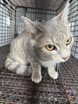 MADDY -  Domestic Short Hair Cat for Adoption in Hagerstown, Maryland - MADDY | PetCurious