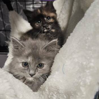 Nani & Lilo -  Domestic Long Hair Cat for Adoption in Aloha, Oregon - Nani & Lilo | PetCurious