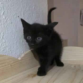 Domestic Short Hair Cats Available for Adoption in Houston, Texas - Stella | PetCurious