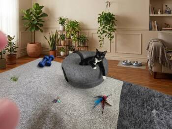 Romeo -  Domestic Short Hair Cat for Adoption in Oceanside, California - Romeo | PetCurious