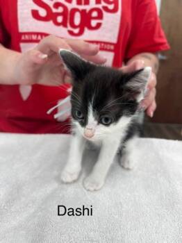 Domestic Short Hair Cats Available for Adoption - Dashi | PetCurious