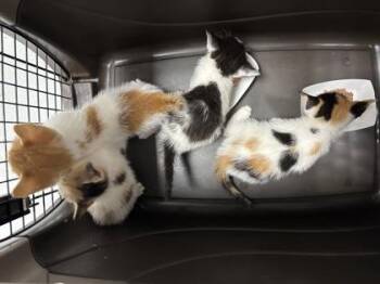1333-26 -  Domestic Short Hair Cat for Adoption in Cumming, Georgia - 1333-26 | PetCurious