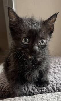 Rescue Domestic Short Hair Cats for Adoption in Colorado Springs, Colorado - WEDNESDAY | PetCurious