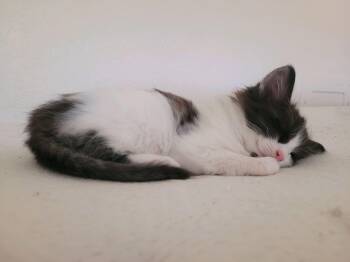 Domestic Medium Hair Cats Available for Adoption in Albuquerque, New Mexico - Carly | PetCurious