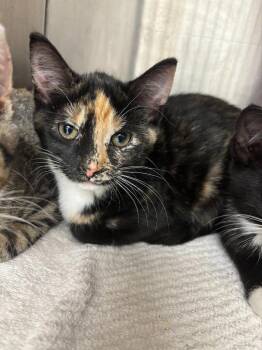 Pesto -  Domestic Short Hair Cat for Adoption in Oconto, Wisconsin - Pesto | PetCurious