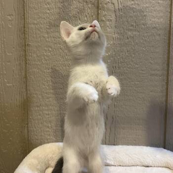 0826-141 Miranda -  Domestic Short Hair Cat for Adoption in Abingdon, Maryland - 0826-141 Miranda | PetCurious