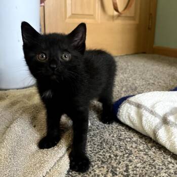 Panini -  Domestic Medium Hair Cat for Adoption in Granville, Ohio - Panini | PetCurious