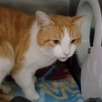 Domestic Short Hair Cats Available for Adoption - Miles | PetCurious