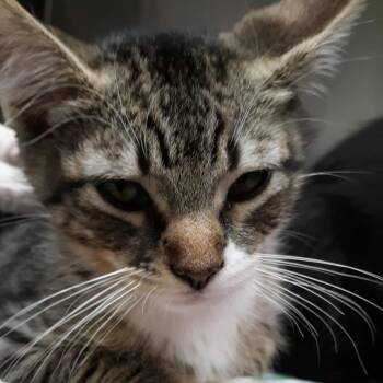 Satin -  Domestic Short Hair Cat for Adoption in Spokane, Washington - Satin | PetCurious