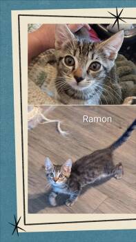 Ramon -  Tabby Cat for Adoption in Oakley, California - Ramon | PetCurious