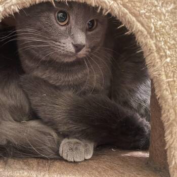 Rescue Domestic Short Hair Cats for Adoption in Douglas, Massachusetts - Nova | PetCurious