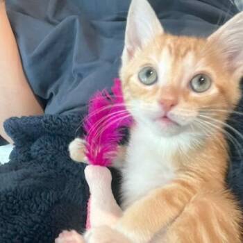 Mako -  Domestic Short Hair Cat for Adoption in Richmond, Virginia - Mako | PetCurious