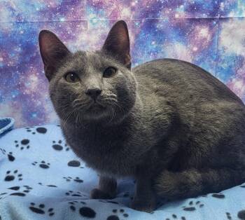 Domestic Short Hair Cats Available for Adoption in Washington Court House, Ohio - Rico | PetCurious