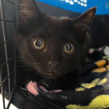 Edgardo -  Domestic Short Hair Cat for Adoption in Allentown, Pennsylvania - Edgardo | PetCurious