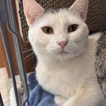 Domestic Short Hair Cats Available for Adoption in Mokena, Illinois - Los Angelina | PetCurious