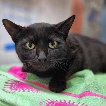 Rescue Domestic Short Hair Cats for Adoption in Byron Center, Michigan - Cynthia | PetCurious