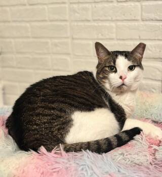 Rescue Domestic Short Hair Cats for Adoption in Andalusia, Pennsylvania - Kanga | PetCurious