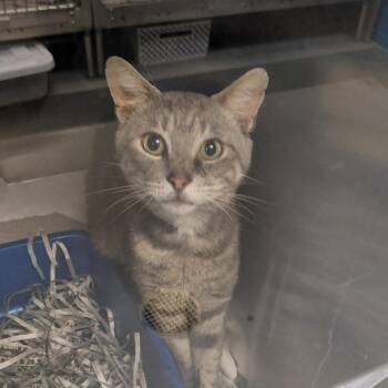 Spartan -  Domestic Short Hair Cat for Adoption in Philadelphia, Pennsylvania - Spartan | PetCurious