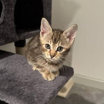 Cookie -  American Shorthair Cat for Adoption in Bel Air, Maryland - Cookie | PetCurious