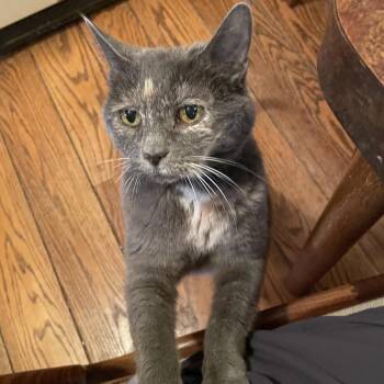 Ivy -  Domestic Short Hair Cat for Adoption in Rochester, Minnesota - Ivy | PetCurious